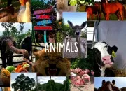 Test Quel est ton animal totem ?