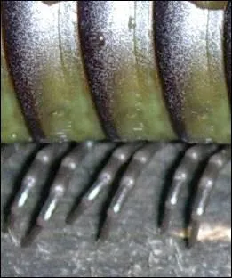 Quel est le nom plus commun des myriapodes ?