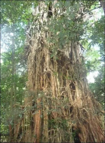 Un arbre 'aborigne' :