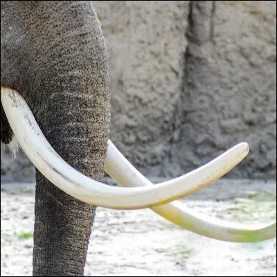 Lequel de ces animaux marins, doté dune défense, fait partie de l'infra-ordre des cétacés ?