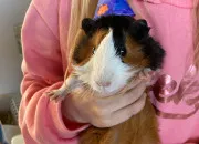 Test Lequel de ces cochons dInde pourrais-tu adopter ?