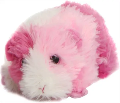 Quel poil veux-tu pour ton cochon dInde ?