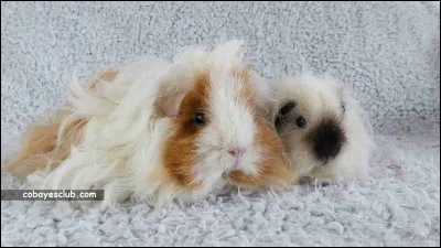 Quelle sociabilité veux-tu ?