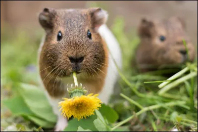 Le mettras-tu dehors ?