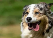 Quiz Quiz : sur les chiens (2)