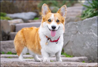 Le corgi , quelle est sa taille (environ) ?