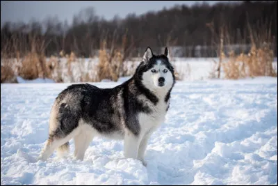 Le husky siberien : quelle est sa longévité ?
