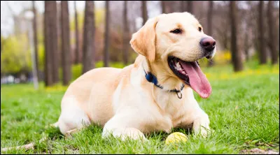 Le Labrador : quelle est sa taille ?