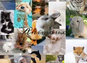Test Quel animal symbolise ton intelligence ?