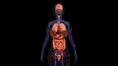 Où se situe la rotule dans le corps humain ?