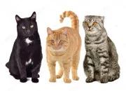 Quiz Les races de chats !