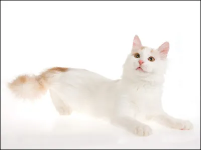 Quelle est cette race de chat ?