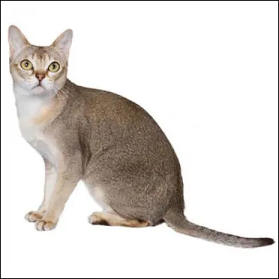 Quelle est cette race de chat ?