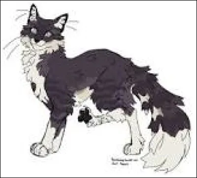 Vous y allez finalement tout de suite. Vous faites le chemin qui est très long. Vous ne savez pas si vous empruntez le bon, mais ce n'est pas grave. Tout à coup, vous apercevez le fameux chat. Il a, comme l'a annoncé le chat-étoiles, une fourrure noire et blanche. C'est lui, tu le sais. Que fais-tu ?