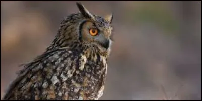 Combien de mots terminant en "ou" prennent exceptionnellement un "x" au pluriel ?