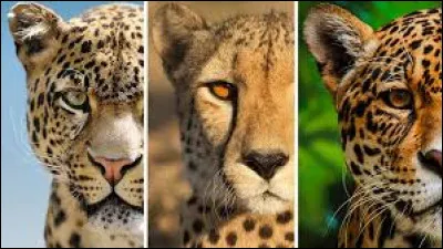 Quel est lanimal terrestre est le plus rapide du monde ?