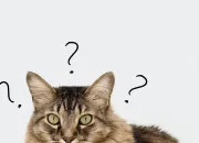 Quiz 15 questions au pif sur les chats