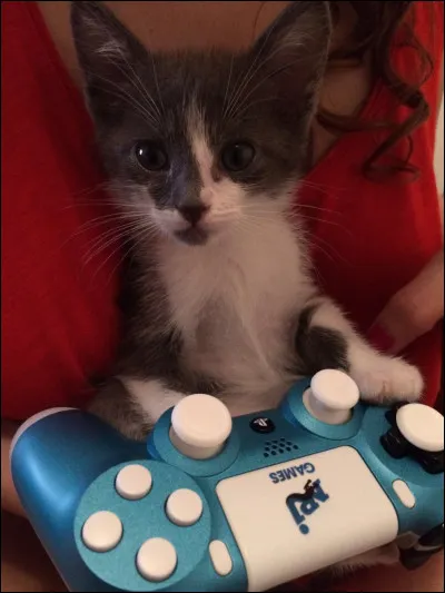 Dans lequel de ces jeux-vidéo incarne-t-on un chat ?