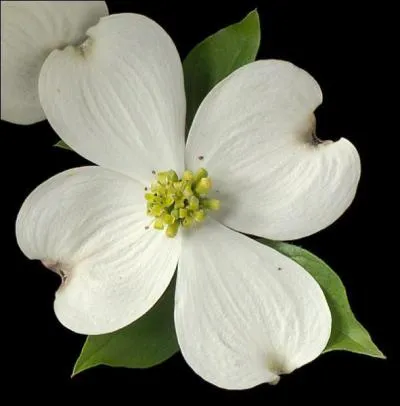 Le nom de 'Floride' vient de l'espagnol 'Pascua Florida' nom qui a t donn au territoire en 1513, et qui signifie :