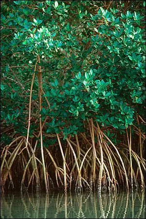 Comment se nomme cet cosystme fragile qui pousse le long du littoral, notamment dans le parc national de Biscayne ?