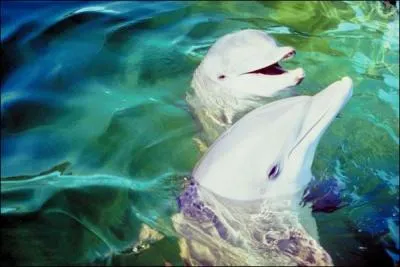 Quels animaux ne sont pas reprsentatifs de la faune de Floride ?