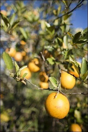 Quel type d'agriculture est principalement mis en valeur dans cet Etat ?