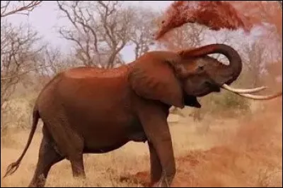 A un stade de Piano.