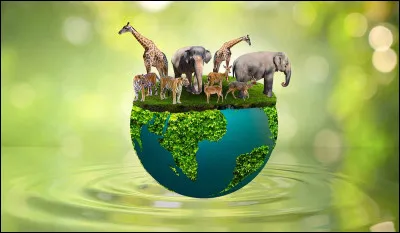 Si tu étais un animal, lequel serait-ce ?