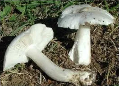 Le champignon ci-dessus est un tricholome colombette, est-il comestible ?