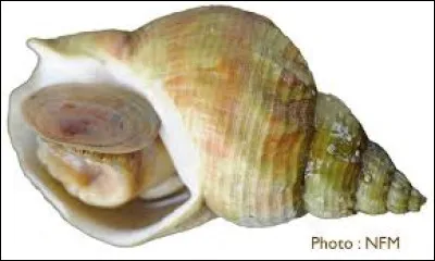 Le bulot est un crustacé :