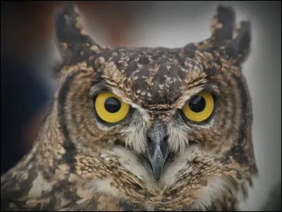 Comment s'appelle le hibou de Percy Weasley ?