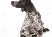Quiz Quiz : Sur les chiens (3)
