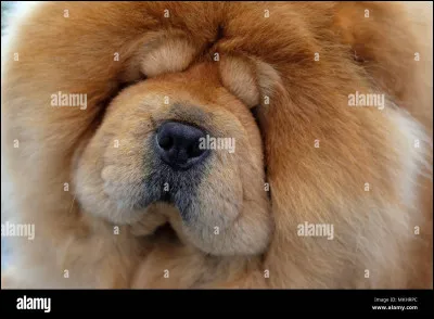 Quel est ce drôle de chien ?