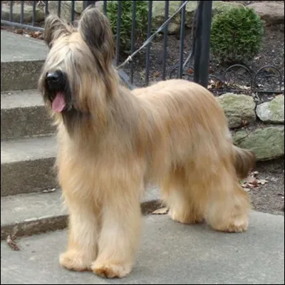 Le briard : quel est son poids ?