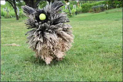 Quel est ce chien rigolo ?