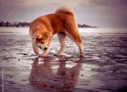 Test Dcouvre quel animal domestique tu es !
