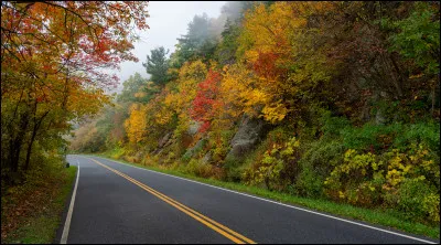 Parmi ces chats, lequel est mort sur un chemin du Tonnerre ?