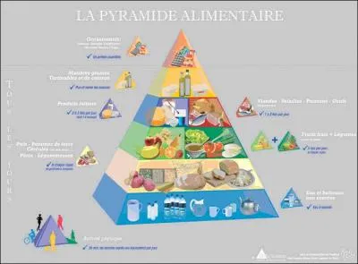 Dans quoi les glucides sont-ils particulirement abondants ?