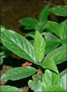 Laquelle de ces plantes a des vertus vomitives ?