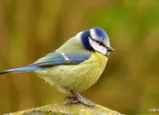Quiz Oiseaux en anglais