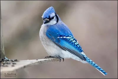 Comment se nomme le geai bleu ?