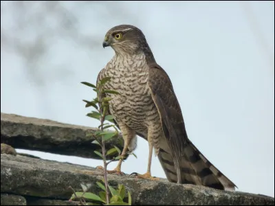 Quel est le nom anglais de l'épervier ?