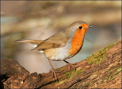On a reconnu le rouge-gorge !