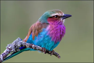 Comment traduirez-vous "des plumes colorées" ?