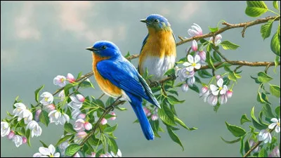 Voici enfin mon cadeau final : Que voyez-vous sur l'image ?