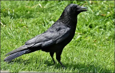 On commence le quiz avec un corbeau ! Comment le traduit-on en anglais ?