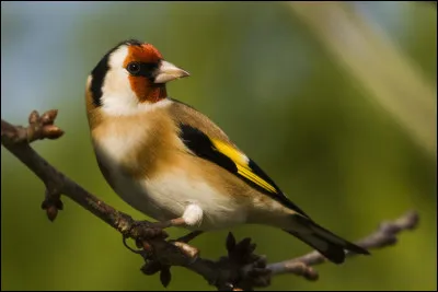 Cet oiseau de nos jardins est un chardonneret ! Quel nom a-t-il chez les Anglais ?
