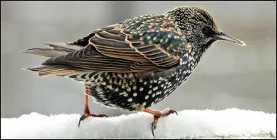 Celui-ci est un étourneau. Quel est son nom anglais ?