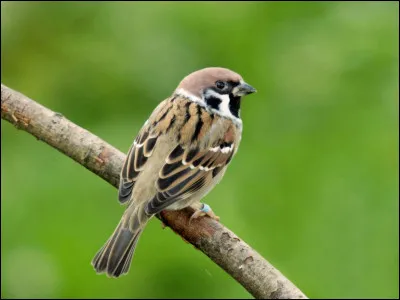 Voici un oiseau qui nous est familier, c'est le moineau !