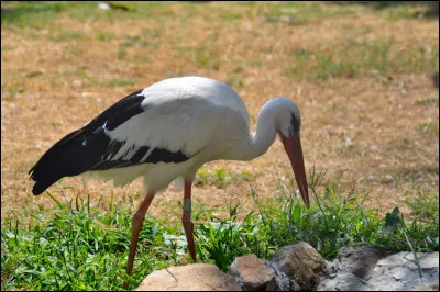 Comment nomme-t-on la cigogne ?